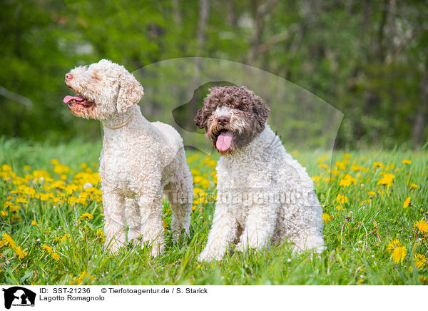 Lagotto Romagnolo / Lagotto Romagnolo / SST-21236