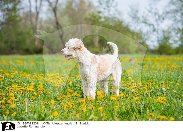 Lagotto Romagnolo / Lagotto Romagnolo / SST-21238