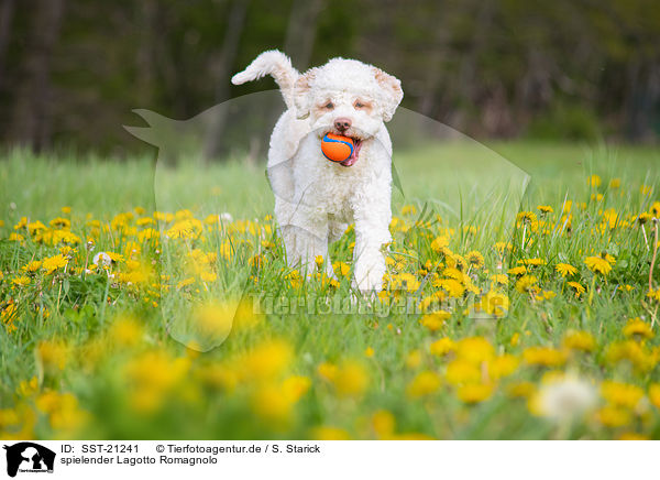 spielender Lagotto Romagnolo / playing Lagotto Romagnolo / SST-21241