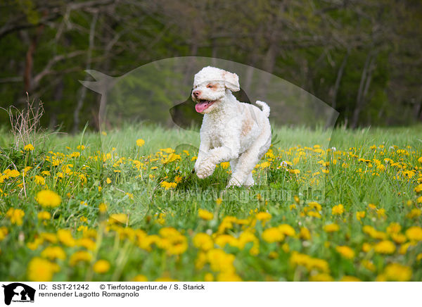 rennender Lagotto Romagnolo / running Lagotto Romagnolo / SST-21242