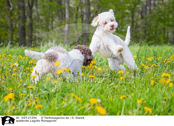 spielende Lagotto Romagnolo / playing Lagotto Romagnolo / SST-21244