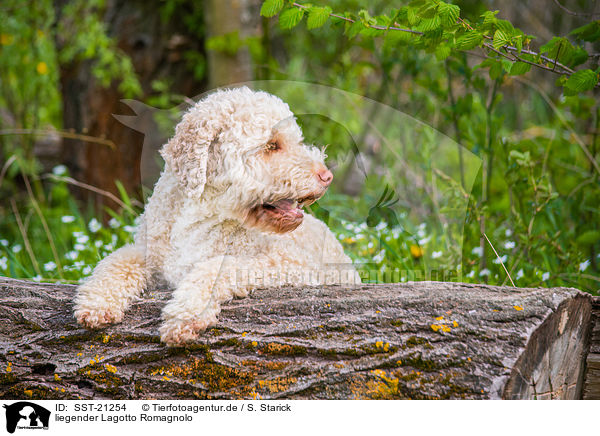 liegender Lagotto Romagnolo / lying Lagotto Romagnolo / SST-21254