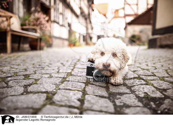 liegender Lagotto Romagnolo / lying Lagotto Romagnolo / JAM-01868