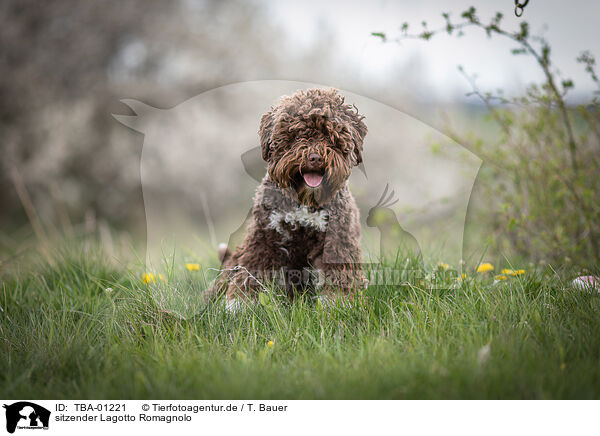 sitzender Lagotto Romagnolo / sitting Lagotto Romagnolo / TBA-01221