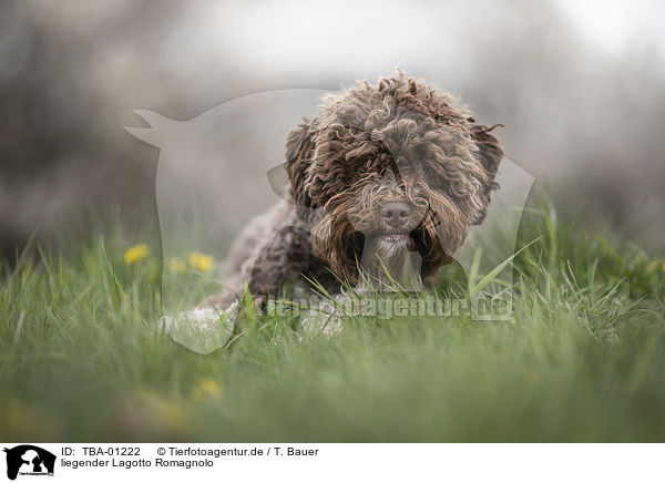 liegender Lagotto Romagnolo / lying Lagotto Romagnolo / TBA-01222