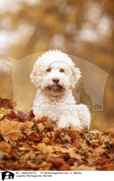 Lagotto Romagnolo Hndin / female Lagotto Romagnolo / JAM-02270