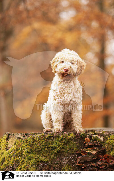 junger Lagotto Romagnolo / young Lagotto Romagnolo / JAM-02282