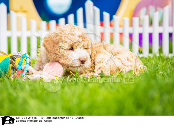 Lagotto Romagnolo Welpe / SST-21515