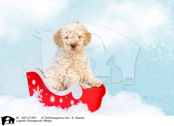 Lagotto Romagnolo Welpe / SST-21591