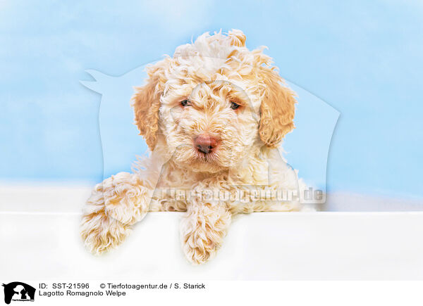 Lagotto Romagnolo Welpe / SST-21596