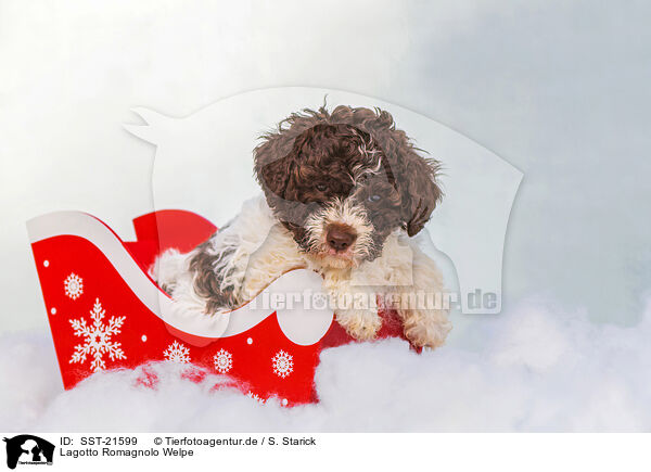 Lagotto Romagnolo Welpe / SST-21599