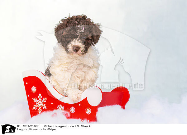 Lagotto Romagnolo Welpe / SST-21600