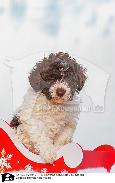 Lagotto Romagnolo Welpe / SST-21610