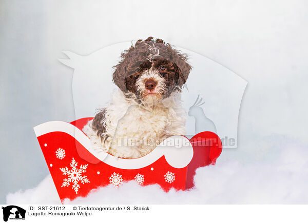 Lagotto Romagnolo Welpe / SST-21612