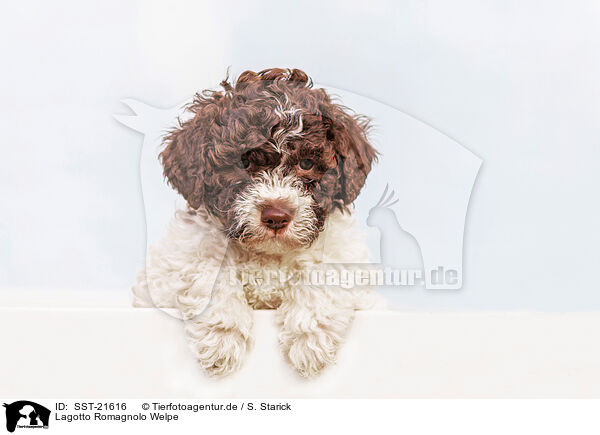 Lagotto Romagnolo Welpe / SST-21616