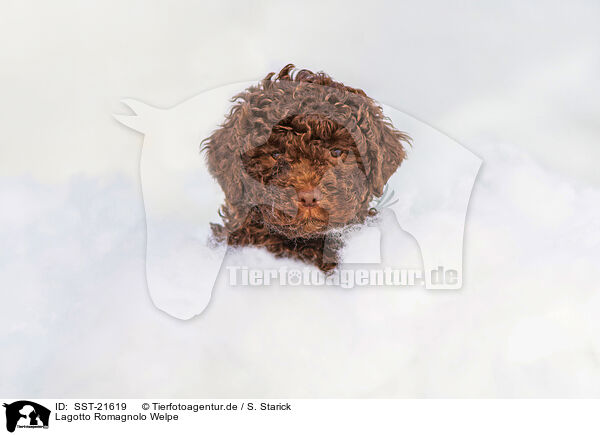 Lagotto Romagnolo Welpe / SST-21619