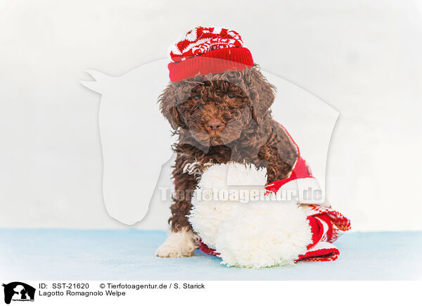 Lagotto Romagnolo Welpe / SST-21620