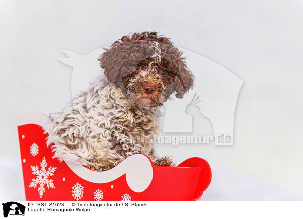 Lagotto Romagnolo Welpe / SST-21623
