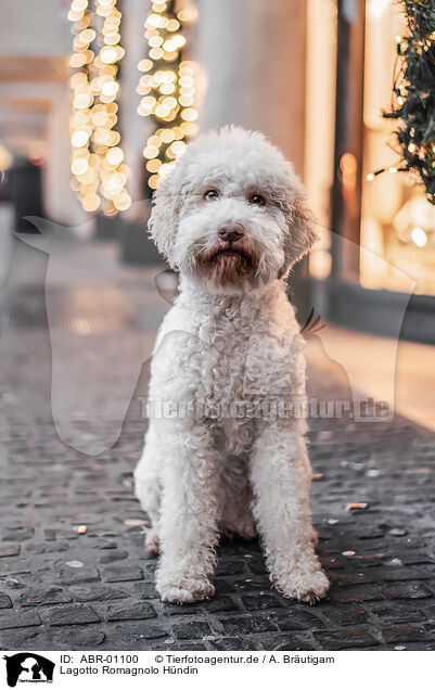 Lagotto Romagnolo Hndin / female Lagotto Romagnolo / ABR-01100