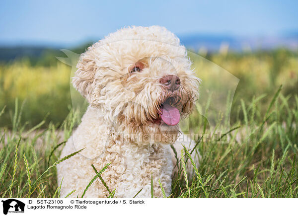 Lagotto Romagnolo Rde / male Lagotto Romagnolo / SST-23108