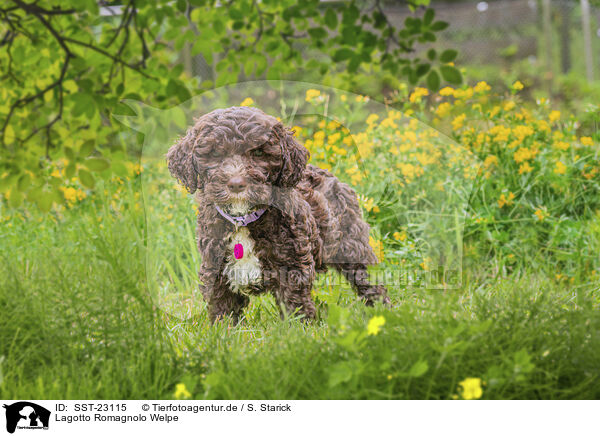 Lagotto Romagnolo Welpe / SST-23115