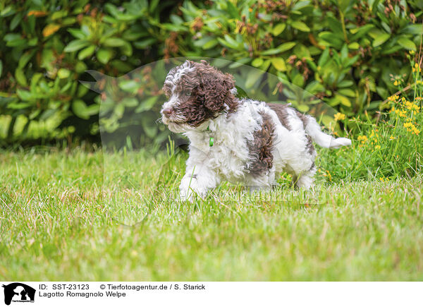 Lagotto Romagnolo Welpe / Lagotto Romagnolo Puppy / SST-23123