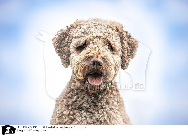 Lagotto Romagnolo / Lagotto Romagnolo / BK-02131