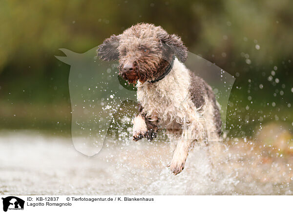 Lagotto Romagnolo / Lagotto Romagnolo / KB-12837