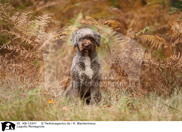 Lagotto Romagnolo / Lagotto Romagnolo / KB-13341