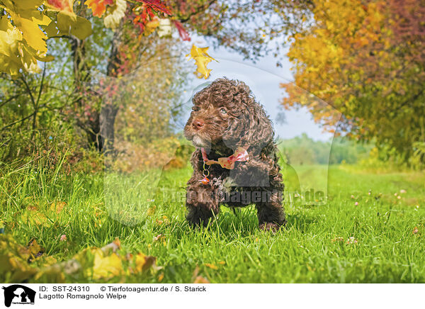 Lagotto Romagnolo Welpe / Lagotto Romagnolo puppy / SST-24310