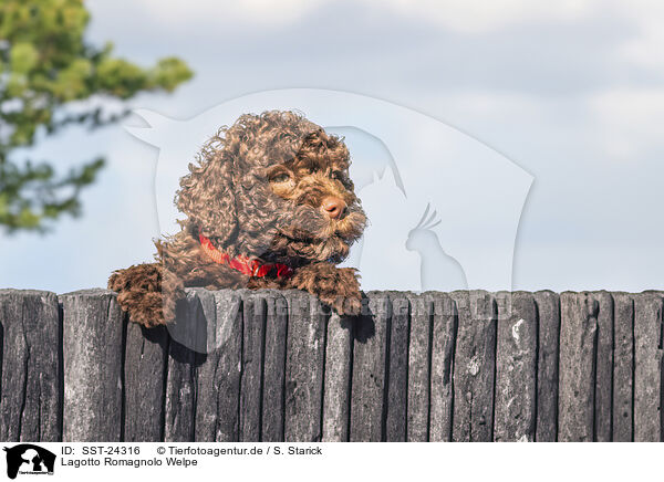 Lagotto Romagnolo Welpe / Lagotto Romagnolo puppy / SST-24316