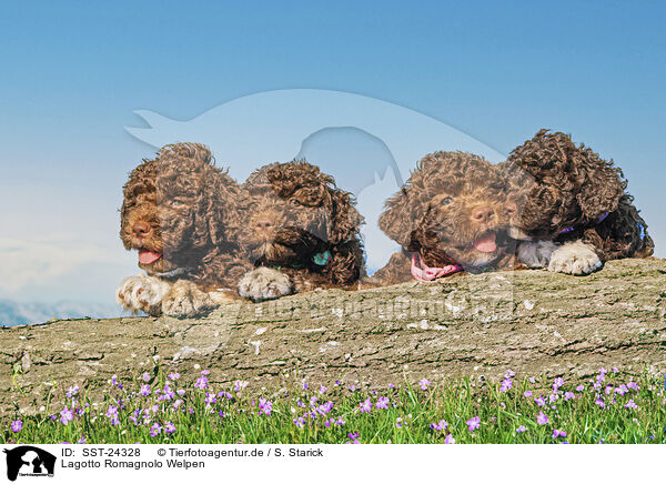 Lagotto Romagnolo Welpen / Lagotto Romagnolo puppies / SST-24328