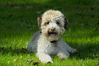 liegender Lagotto Romagnolo