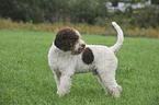 Lagotto Romagnolo