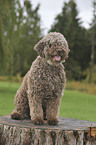 sitzender Lagotto Romagnolo