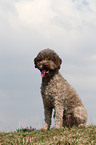 sitzender Lagotto Romagnolo