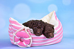 2 Lagotto Romagnolo Welpen