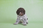 sitzender Lagotto Romagnolo Welpe