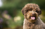 Lagotto Romagnolo Portrait