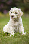 Lagotto Romagnolo Welpe