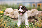 sitzender Lagotto Romagnolo