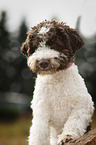 Lagotto Romagnolo