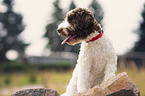 Lagotto Romagnolo