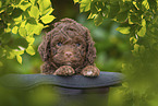 Lagotto Romagnolo Welpe im Hut