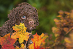 Lagotto Romagnolo Welpe Portrait