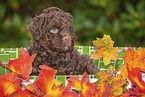 Lagotto Romagnolo Welpe im Krbchen