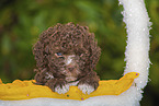 Lagotto Romagnolo Welpe im Krbchen