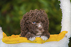 Lagotto Romagnolo Welpe im Krbchen