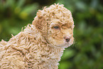 Lagotto Romagnolo Welpe Portrait