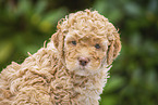 Lagotto Romagnolo Welpe Portrait